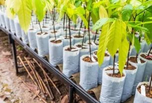 Cultivar Cacau em Vaso