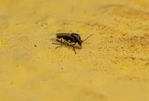 Insetos Polinizadores de Cacau