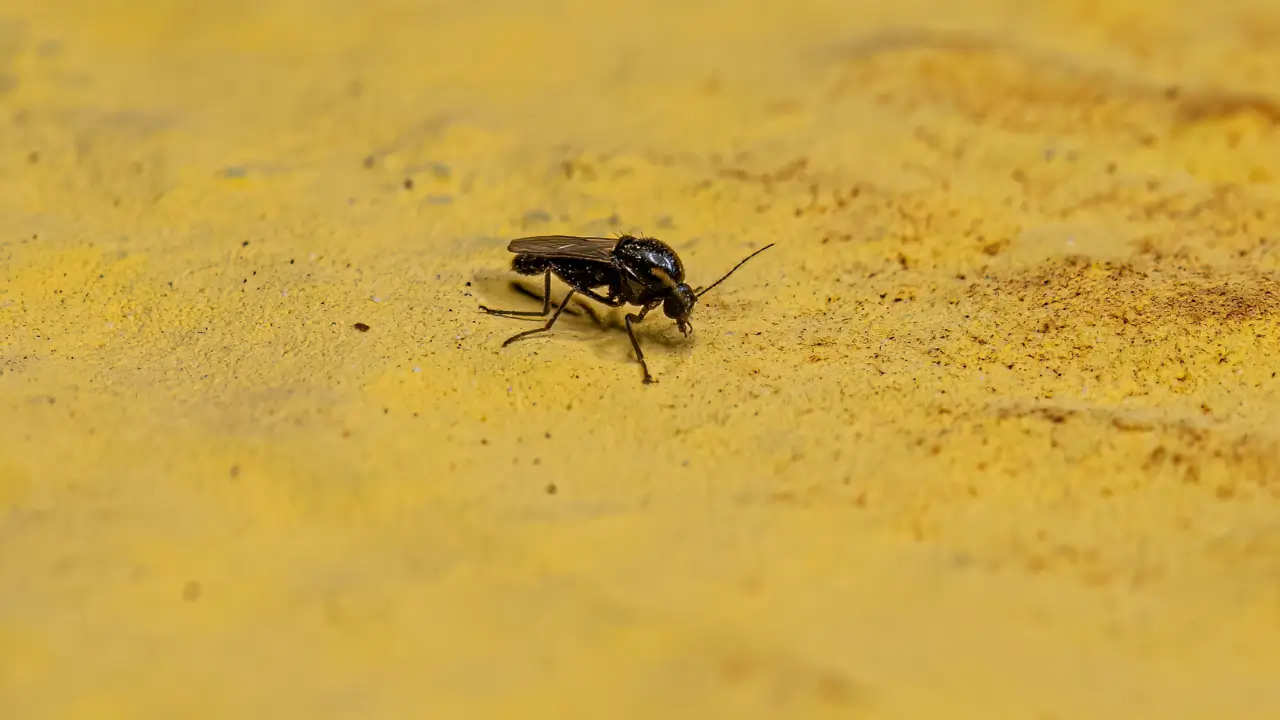 Insetos Polinizadores de Cacau