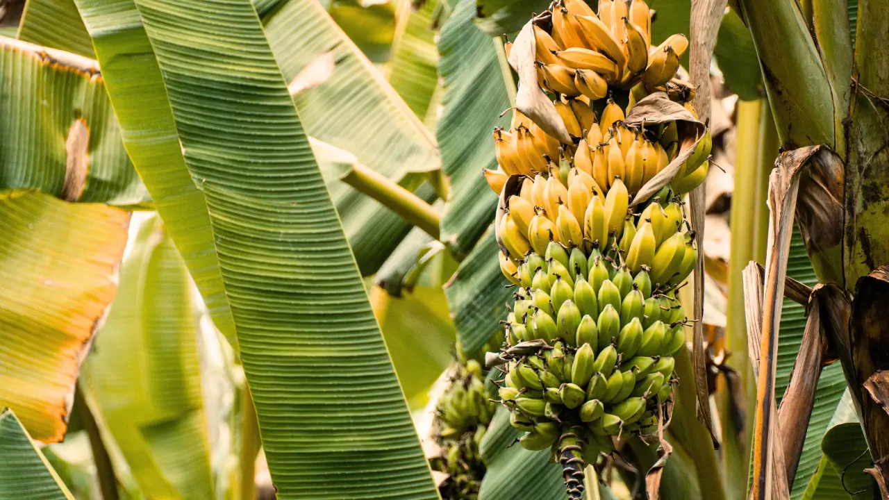 Plantas que Crescem Bem com o Cacau: Guia Prático