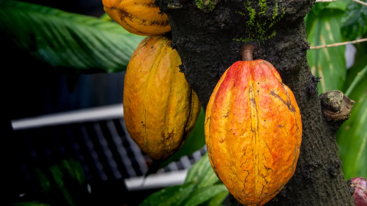 Rondônia e o Avanço na Produção de Cacau